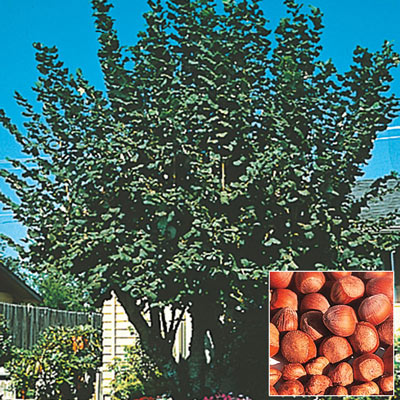 Hazelnut Tree