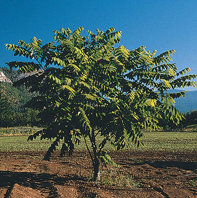 American Butternut Tree