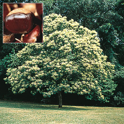 Chinese Superior Chestnut Tree