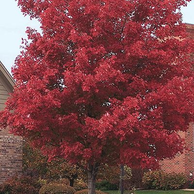 Scarlet Red Maple 3-4'