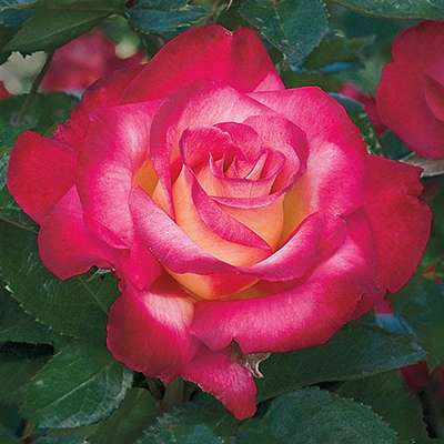 Dick Clark Jumbo Grandiflora Rose