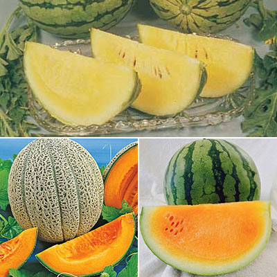 Melon Lovers Seed Combination