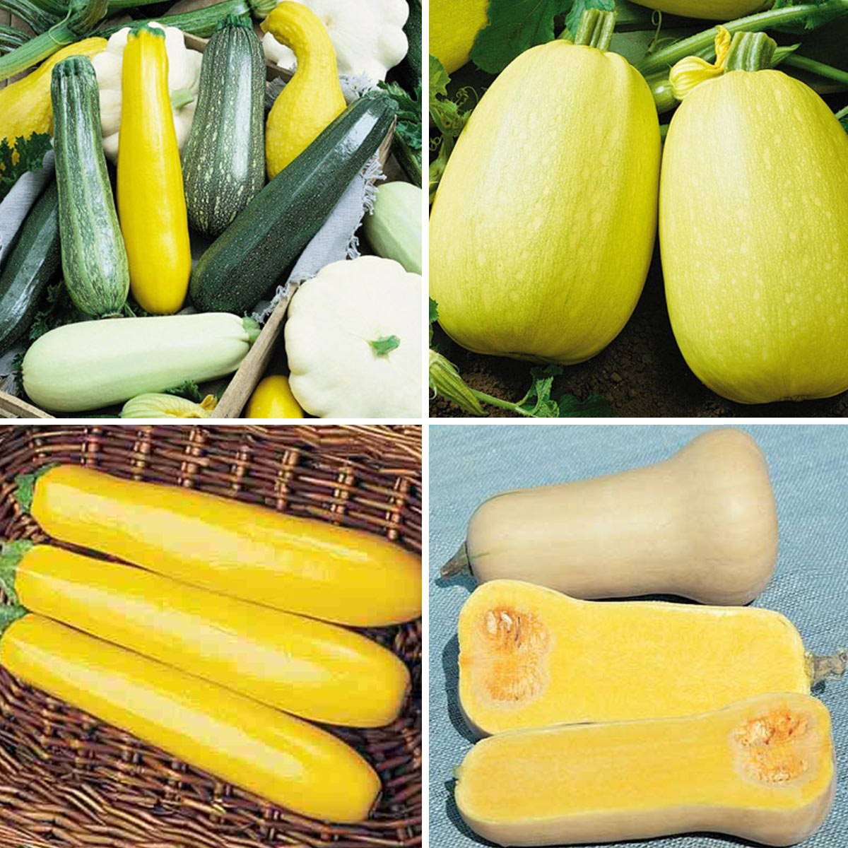 Squash Lovers Seed Combination