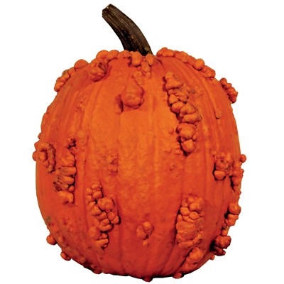 Knucklehead Pumpkin