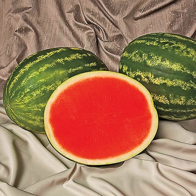 Honey King Watermelon