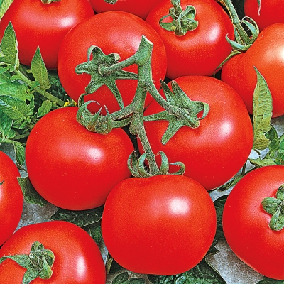 Early Doll Tomato Seeds