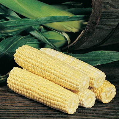 Iochief Corn