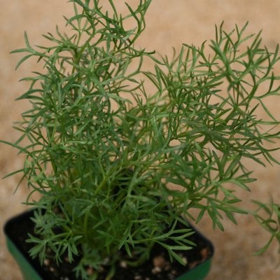 Cilantro (Coriander) Herb