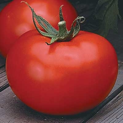 Better Boy Hybrid Tomato