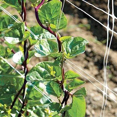 Red Stem Malabar Spinach
