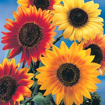 Decorative Sunflower Mix