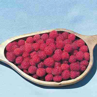 Thornless Canby Raspberry
