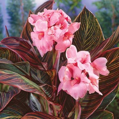 Pink Sunburst Canna EBurgess Seed & Plant Co.