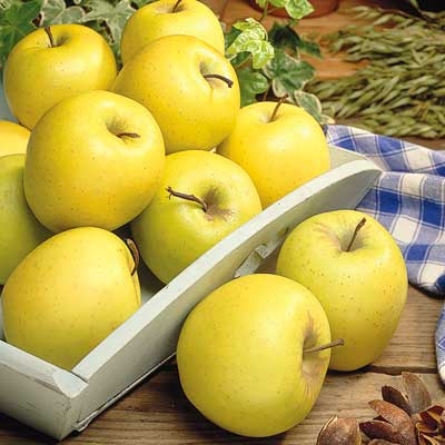 Yellow Delicious Standard Apple Tree