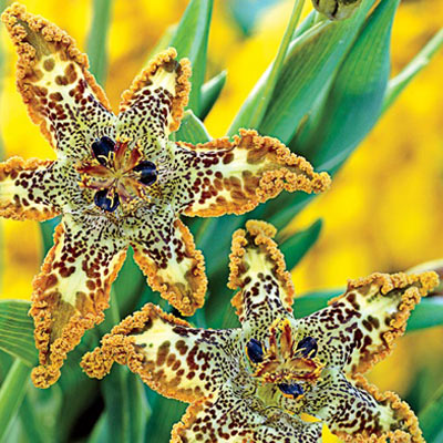 Starfish Iris