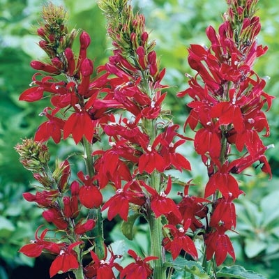 Red Cardinal Flower | E-Burgess - Seed & Plant Co.