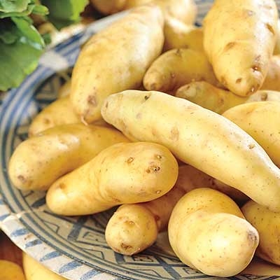 French Fingerling Potato