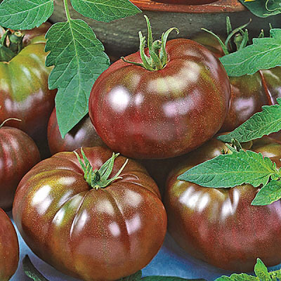 Heirloom Black F1 Tomato Plant