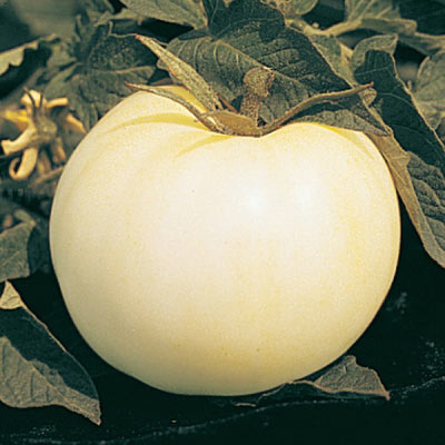 Great White Tomato Plant