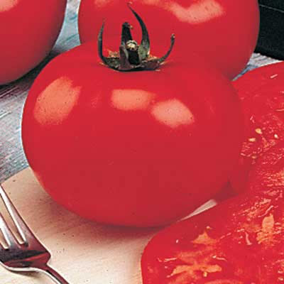 Big Beef Hybrid Tomato Plant