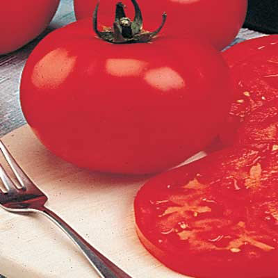 Celebrity Hybrid Tomato Plant
