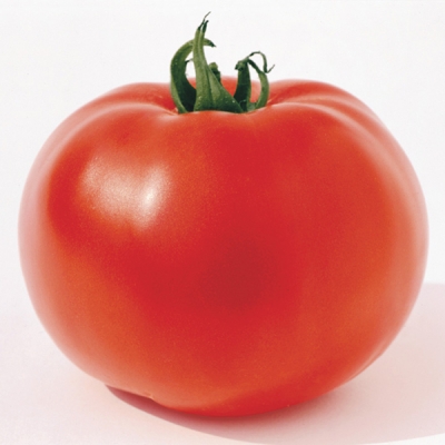 Mortgage Lifter Tomato Plants