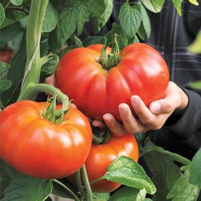 Giant Hybrid Beefmaster Tomato Plant