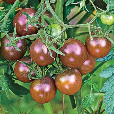 Black Cherry Tomato Plant