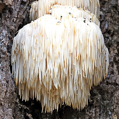 Lion's Mane Mushroom Log