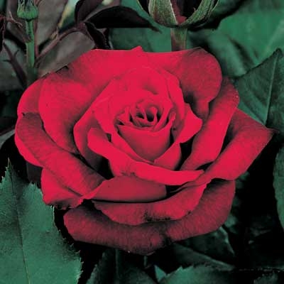 Crimson Rose