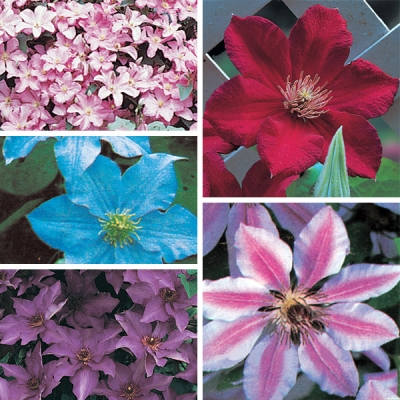 Full Clematis Collection