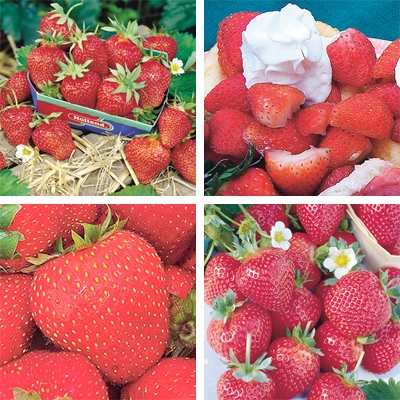 Junebearing Strawberry Collection