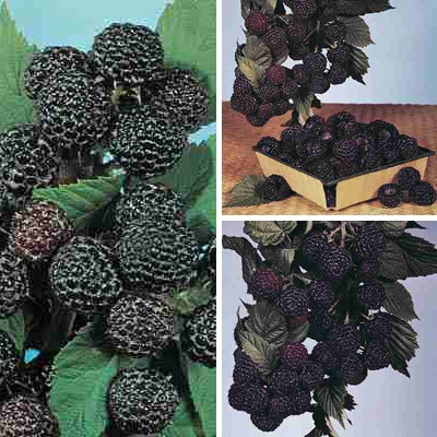 Black Raspberry Collection