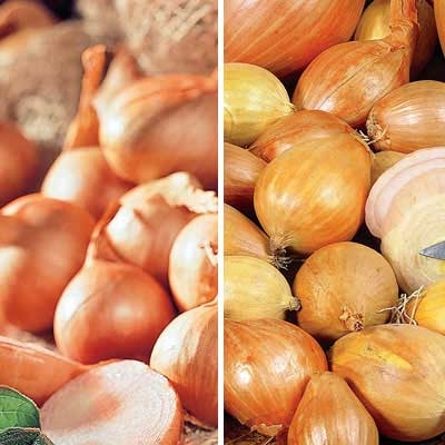 Red & Yellow Shallot Collection