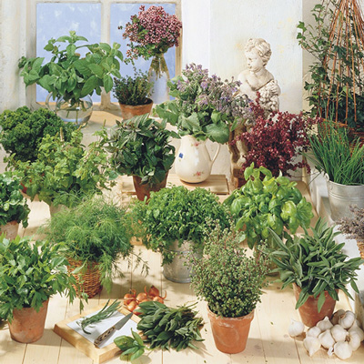 Savory Herb Collection
