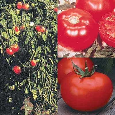 All Season Hybrid Tomato Plant Collection