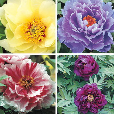 Japanese Tree Peony Collection