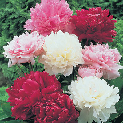 Giant Double Peony Collection