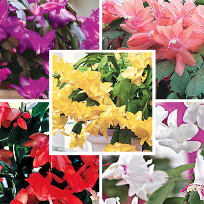 Holiday Cactus Collection