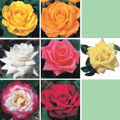 Everblooming Rose Collection