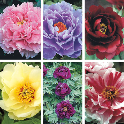 Lifetime Of Beauty Tree Peony Collection