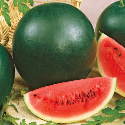 Splendor F1 Hybrid Watermelon