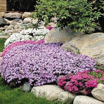 Creeping Phlox Mix | E-Burgess - Seed & Plant Co.