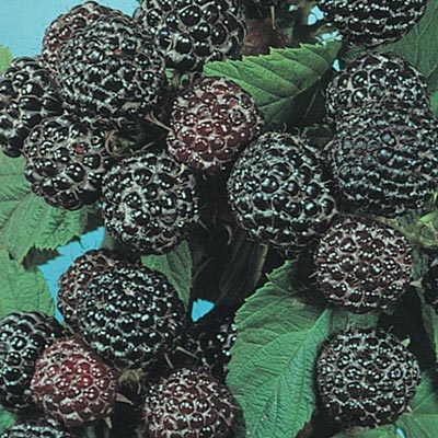 Black Jewel Raspberry