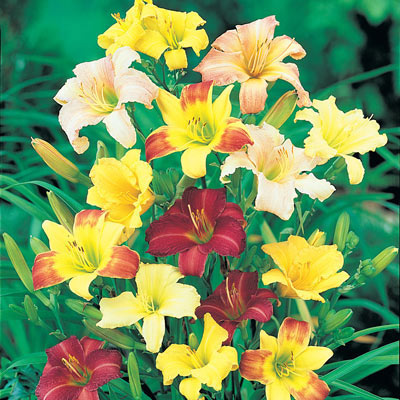 Ground Cover Daylily