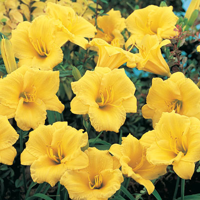 Stella D'oro Everblooming Daylily