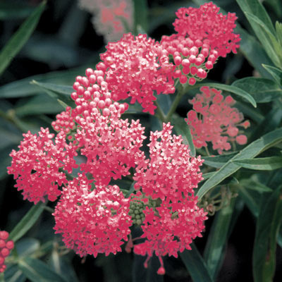 Pink Cinderella Butterfly Plant