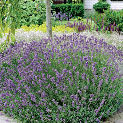 Hardy English Lavender