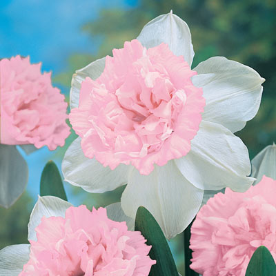 Rosy Clouds Daffodil