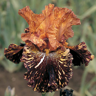 Spiced Tiger Iris